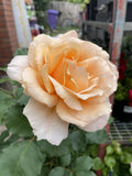 ROSE STANDARD JUST JOEY 3FT BARE ROOT 