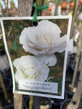 ROSE STANDARD MARGARET MERRIL 3FT BARE ROOT