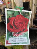 ROSE STANDARD PAPA MEILLAND 3FT BARE ROOT