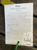 ROSE STANDARD PAPA MEILLAND 3FT BARE ROOT