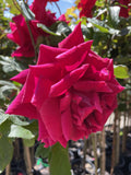 ROSE STANDARD PAPA MEILLAND 3FT BARE ROOT