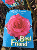 ROSA STANDARD BEST FRIEND 3FT 20CM 