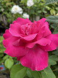 ROSA STANDARD BEST FRIEND 3FT 20CM 