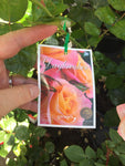 ROSA STANDARD DAYBREAKER 3FT BARE ROOT