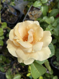 ROSE STANDARD HAPPY BIRTHDAY 3FT BARE ROOT