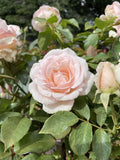 ROSA STANDARD MOTHER'S LOVE 3FT BARE ROOT 