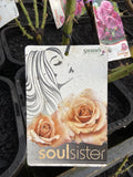 ROSE STANDARD SOUL SISTER 3FT BARE ROOT 