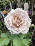 ROSE STANDARD SOUL SISTER 3FT BARE ROOT 