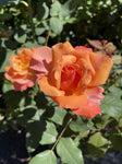 ROSE STANDARD TUSCAN SUN 3FT BARE ROOT