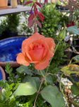 ROSE STANDARD TUSCAN SUN 3FT BARE ROOT