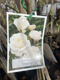 ROSE STANDARD ICEBERG 4FT BARE ROOT 