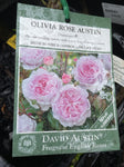 ROSA STANDARD OLIVIA ROSE AUSTIN 3FT BARE ROOT
