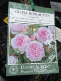ROSE STANDARD DAVID AUSTIN OLIVIA ROSE AUSTIN 3FT BARE ROOT 