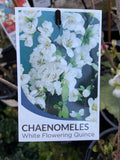 CHAENOMELES NIRVALIS ALBA 14CM