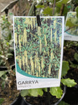 GARRYA ELIPTICA JAMES ROOF 14CM