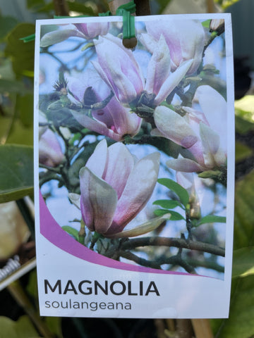 MAGNOLIA SOULANGEANA PINK 20CM