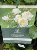 ROSE DAVID AUSTIN VANESSA BELL BARE ROOT 