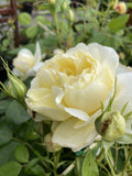 ROSE DAVID AUSTIN VANESSA BELL BARE ROOT 