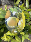 LEMON LEMONICIOUS 25CM