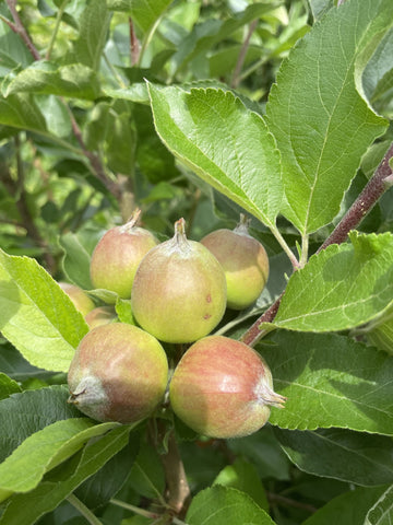 APPLE SUPER DWARF RED DELICIOUS 33CM