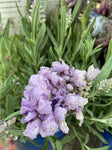 LAVANDULA LAVISH BLUE 14CM