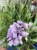 LAVANDULA LAVISH BLUE 14CM