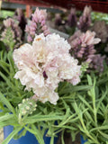 LAVANDULA LAVISH MUSK 14CM