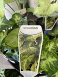 SYNGONIUM PIXIE 10CM