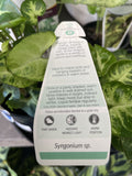 SYNGONIUM PIXIE 10CM