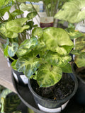 SYNGONIUM PIXIE 10CM