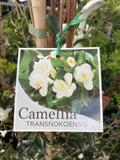CAMELLIA TRANSNOKIEN 17CM 