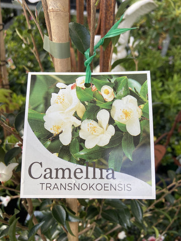 CAMELLIA TRANSNOKIEN 17CM 