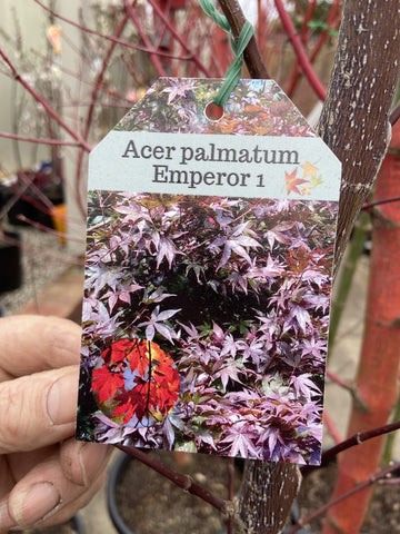 ACER PALMATUM EMPORER 1 40CM 