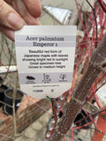 ACER PALMATUM EMPORER 1 40CM 