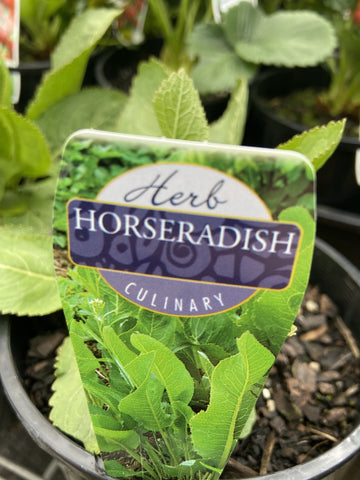HORSERADISH 14CM