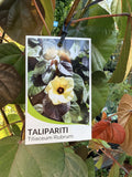 HIBISCUS TILIACEUS RUBRA 40CM