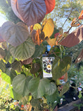 HIBISCUS TILIACEUS RUBRA 40CM