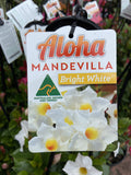 MANDEVILLA ALOHA BRIGHT WHITE 17CM
