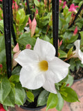 MANDEVILLA ALOHA BRIGHT WHITE 17CM