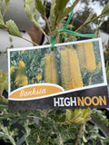 BANKSIA PRAEMORSA HIGH NOON 33CM