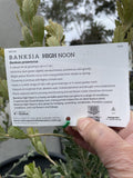 BANKSIA PRAEMORSA HIGH NOON 33CM