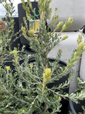 BANKSIA PRAEMORSA HIGH NOON 33CM