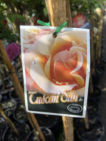 ROSA STANDARD 3FT TUSCAN SUN 20CM 