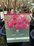 ROSE DAVID AUSTIN JAMES L AUSTIN 20CM 