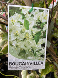 BOUGAINVILLEA WHITE CASCADE 17CM