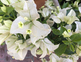 BOUGAINVILLEA WHITE CASCADE 17CM
