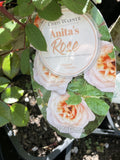 ROSE CLIMBING ANITA'S ROSE 20CM