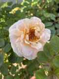 ROSE CLIMBING ANITA'S ROSE 20CM