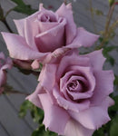 ROSE STANDARD LADY X 3FT 20CM 