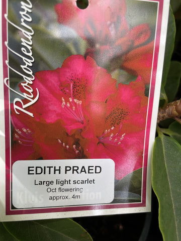 RHODODENDRON EDITH PRAED 20CM